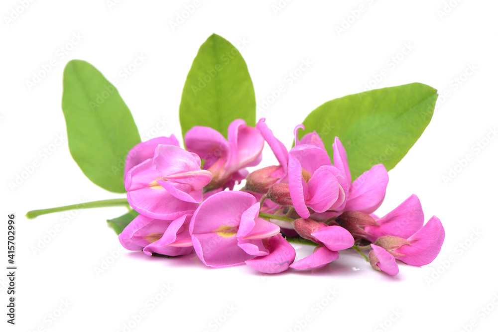 Rose acacia isolated on white background Rose acacia isolated on white background