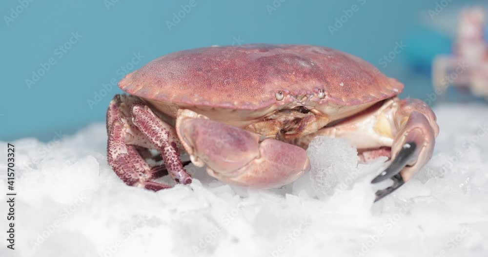 Red Crab Moves Its Feelers And Legs On Ice With Blue Background. close up Red Crab Moves Its Feelers And Legs On Ice With Blue Background. close up