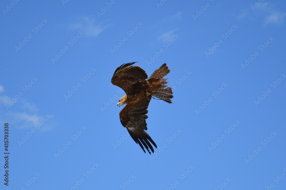 An eagle flying in a light blue sky and prepared for hunting.