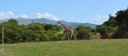 A giraffe walking along a green meadow in a sunny day