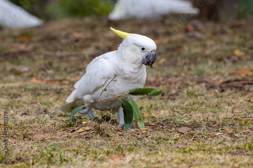 Yellow-crested cockatoos in a Tasmanian national park