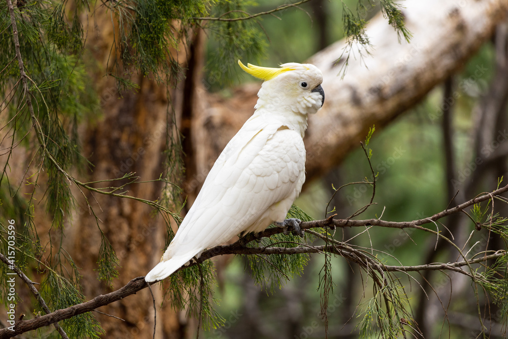 Yellow-crested cockatoos in a Tasmanian national park Yellow-crested cockatoos in a Tasmanian national park