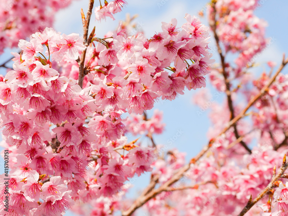 Obraz premium 桜の花アップ