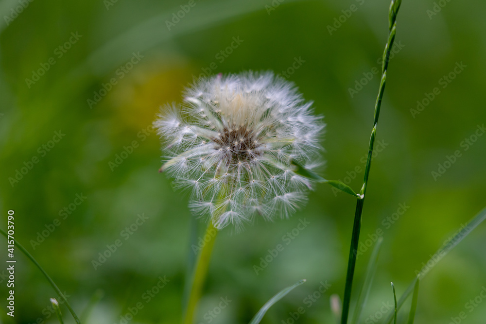 Dandelion seed flower growing in the garden