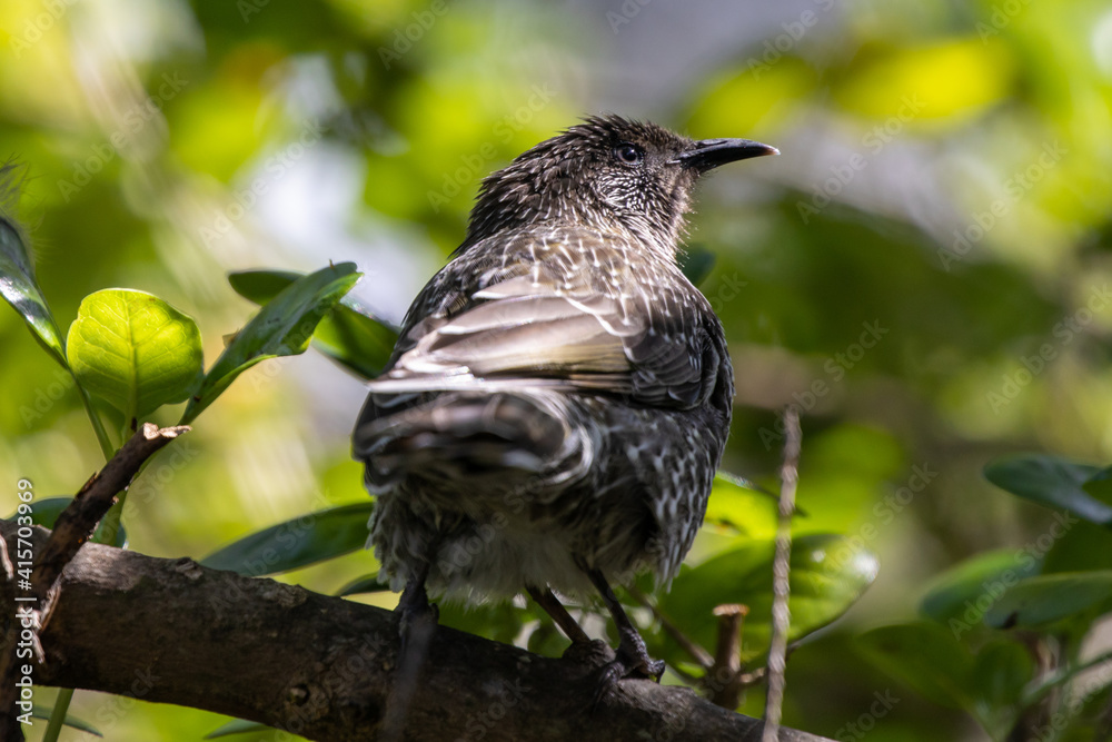 Naklejka premium Little wattlebird perched on a branch