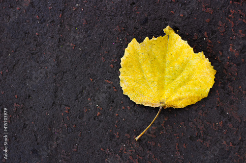 Yellow leaf on the ground