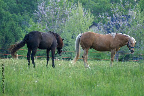 horses grazing in a field © Berridge Photography