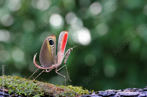 Colorful grasshopper "Pre-copulatory Peacock mantis" walking on the timber.