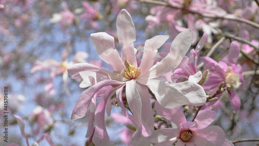 Obraz premium Showy and beautiful Magnolia stellata pink flowers close up on the branch against light blue background. Japanese Magnolia.