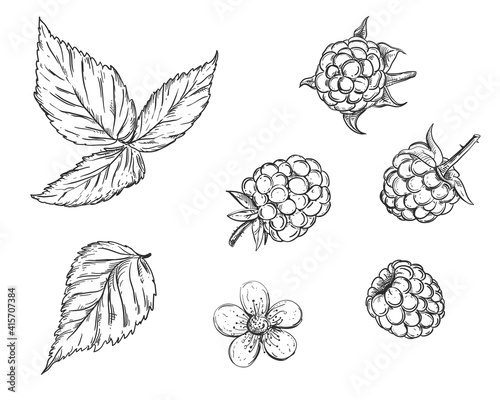 Hand drawn sketch black and white of soft fruit raspberry, leaf, flower. Vector illustration. Elements in graphic style label, card, sticker, menu, package. Engraved style illustration.
