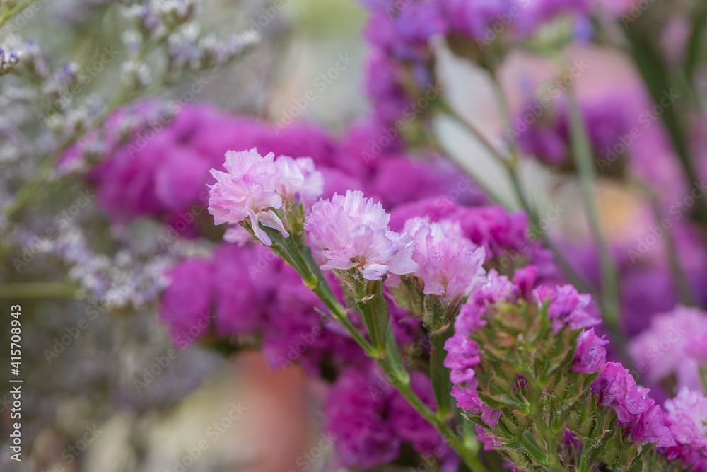 Fototapeta premium Pink limonium and green branches，Limonium sinense (Girard) Kuntze