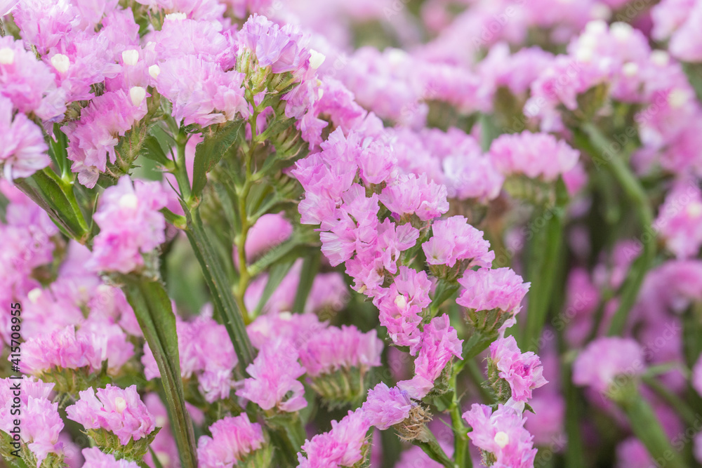 Pink limonium and green branches,Limonium sinense (Girard) Kuntze Pink limonium and green branches,Limonium sinense (Girard) Kuntze