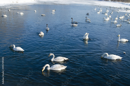 white swans and ducks swim on the lake