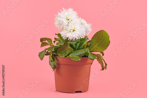 Blooming white daisy 'Bellis Perennis' spring flowers in flower pot on pink background