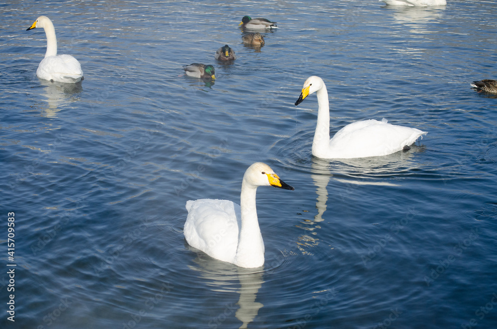 white swans. winter lake. lake with swans. swans and ducks swim on the water white swans. winter lake. lake with swans. swans and ducks swim on the water