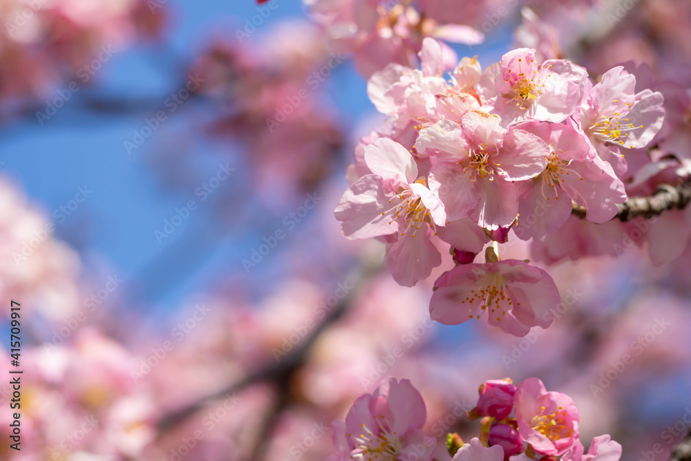 青空を背景にした早咲きの河津桜の花と蕾