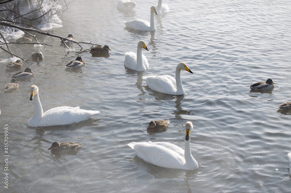 white swans. winter lake in the fog. lake in the fog with swans. a flock of swans swims on the water white swans. winter lake in the fog. lake in the fog with swans. a flock of swans swims on the water
