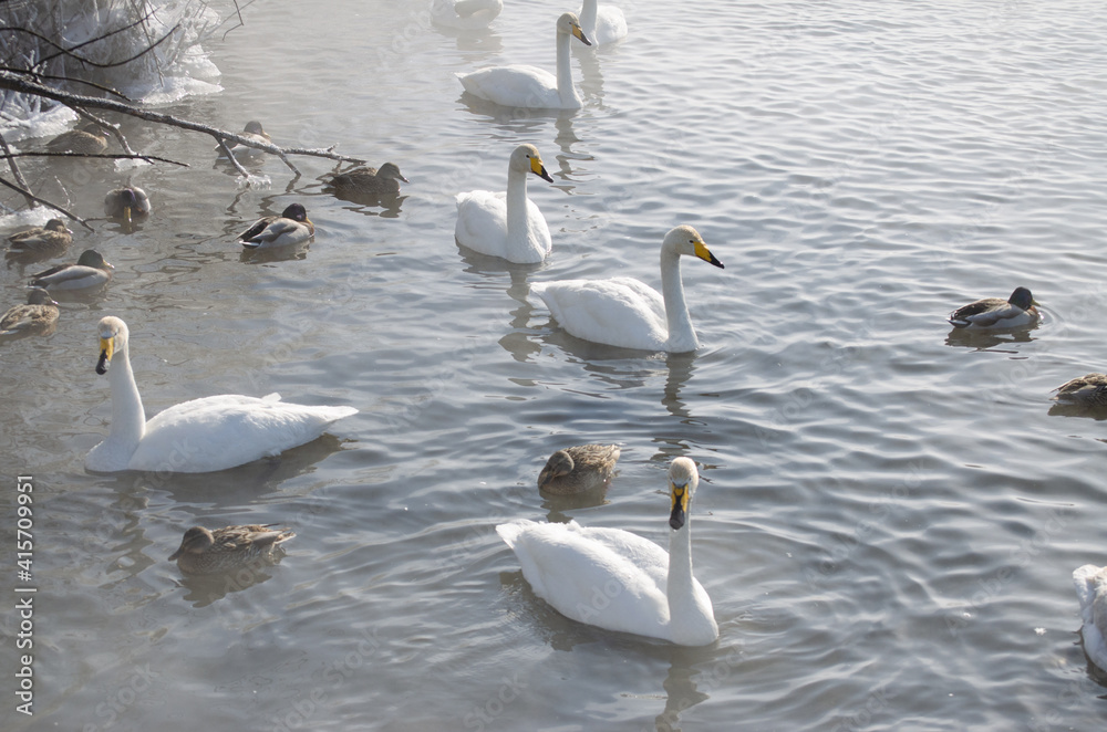 white swans. winter lake in the fog. lake in the fog with swans. a flock of swans swims on the water white swans. winter lake in the fog. lake in the fog with swans. a flock of swans swims on the water