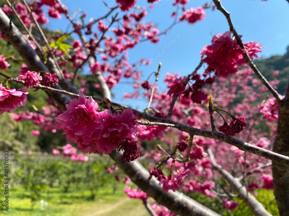 Latest Cherry Blossom use as premium poster in front of blue sky. Japanese Sakura in Springtime UltraHD Wallpaper. Blossoming cherry trees with their pink over nice blue sky with the bright sun. Latest Cherry Blossom use as premium poster in front of blue sky. Japanese Sakura in Springtime UltraHD Wallpaper. Blossoming cherry trees with their pink over nice blue sky with the bright sun.