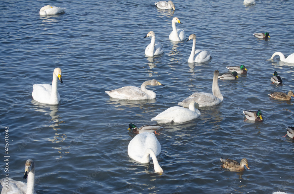 white swans. winter lake. lake with swans. swans and ducks swim on the water