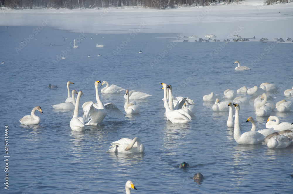 white swans and on the lake in winter. swans on a winter lake. beautiful swans on the lake. a flock of swans. mute swan white swans and on the lake in winter. swans on a winter lake. beautiful swans on the lake. a flock of swans. mute swan