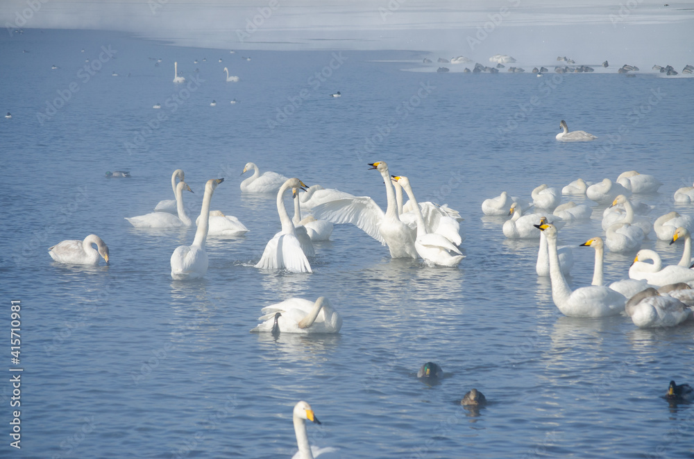white swan flaps its wings. the swan spread its wings on the lake. flock of swans on the lake in winter white swan flaps its wings. the swan spread its wings on the lake. flock of swans on the lake in winter