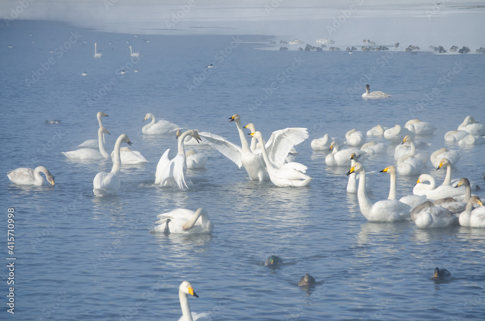 white swan flaps its wings. the swan spread its wings on the lake. flock of swans on the lake in winter