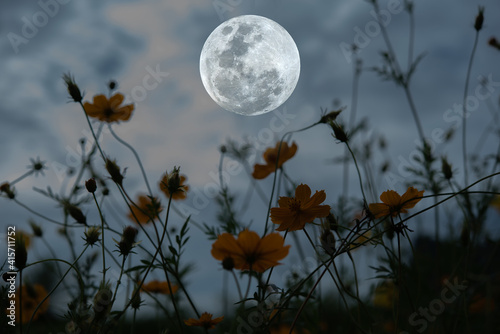 Fototapeta Naklejka Na Ścianę i Meble -  Full moon with silhouette cosmos flower garden at night.