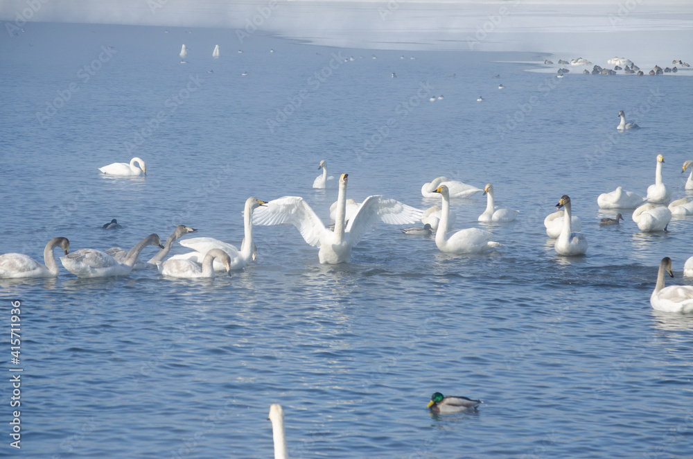 white swans and on the lake in winter. swans on a winter lake. beautiful swans on the lake. a flock of swans. mute swan