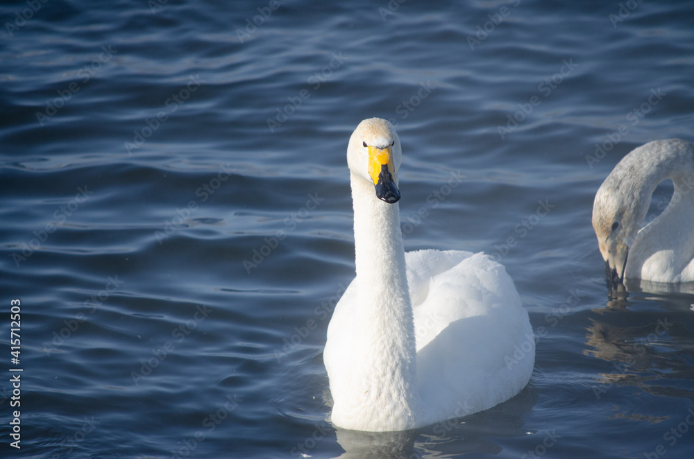 white swan close up. beautiful swan on the water. mute swan white swan close up. beautiful swan on the water. mute swan