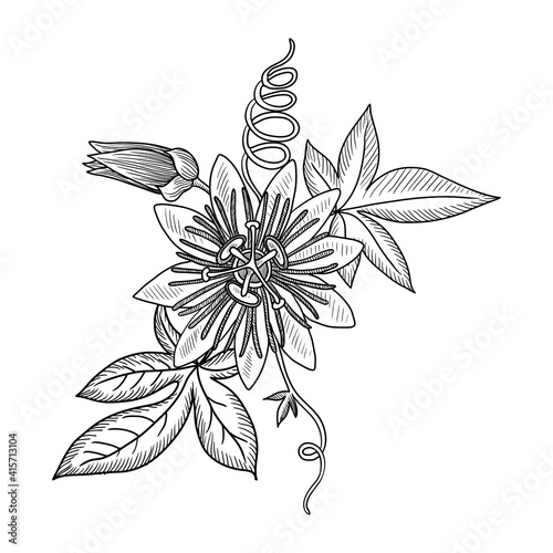 vector drawing passion flower