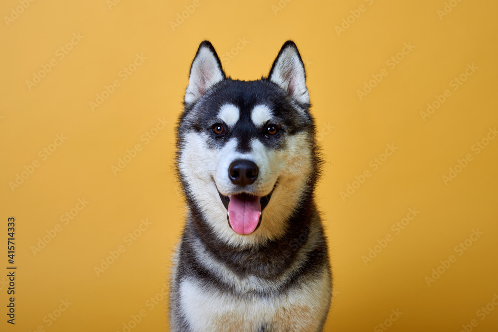 Husky dog on a yellow background