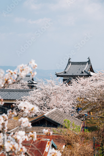 Koriyama castle park with cherry blossoms in Nara, japan photo