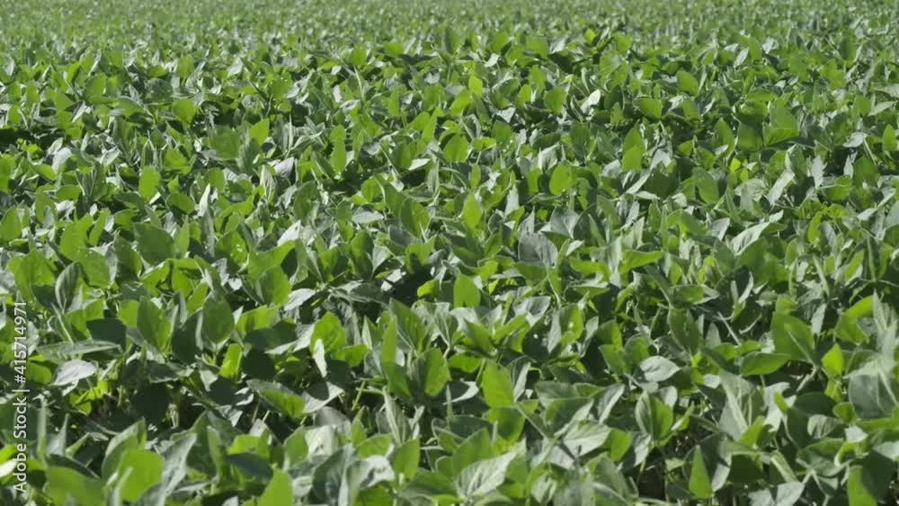 Green soybean field extends to the horizon and blows in the sunny breeze Green soybean field extends to the horizon and blows in the sunny breeze