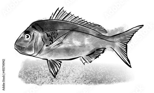 snapper fish on a white background