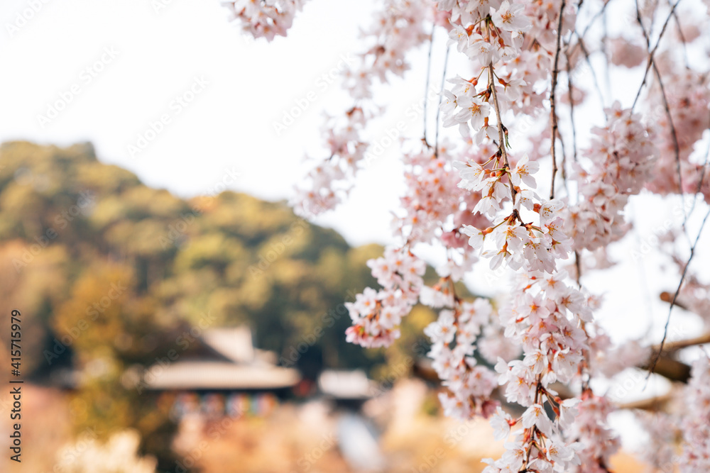 Hasedera temple with cherry blossoms in Nara, japan Hasedera temple with cherry blossoms in Nara, japan