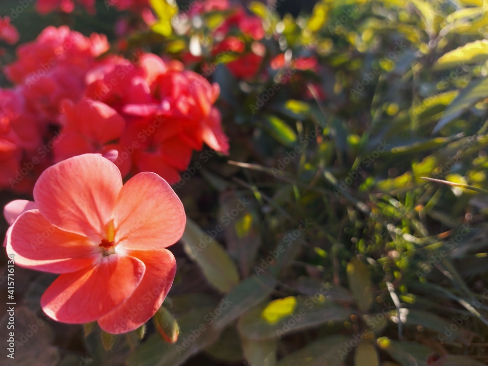Orange winter flower in Saudi Arabia-Blur and selective focus Orange winter flower in Saudi Arabia-Blur and selective focus