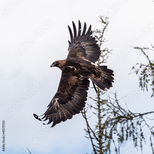 Golden eagle, Aquila chrysaetos sitting on a branch