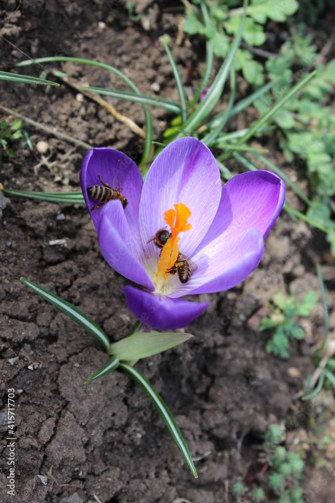 Small blue crocus flower on a background of soil. Early spring. Small blue crocus flower on a background of soil. Early spring.