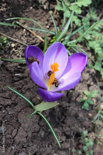 Small blue crocus flower on a background of soil. Early spring.