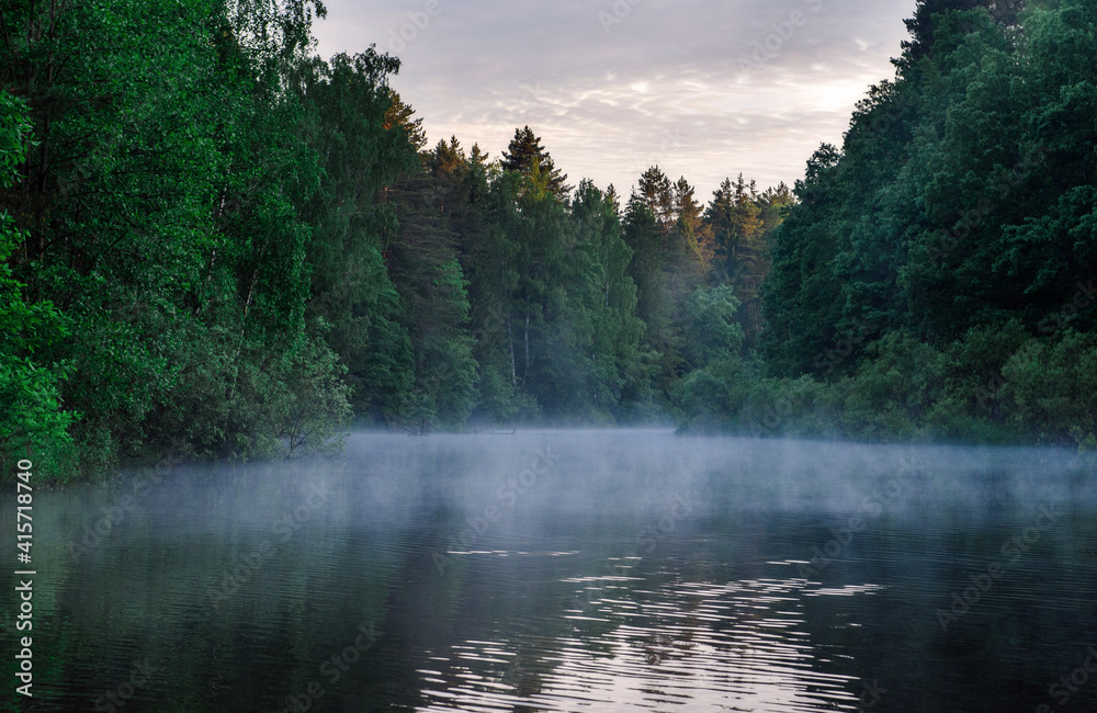 morning in the forest morning in the forest
