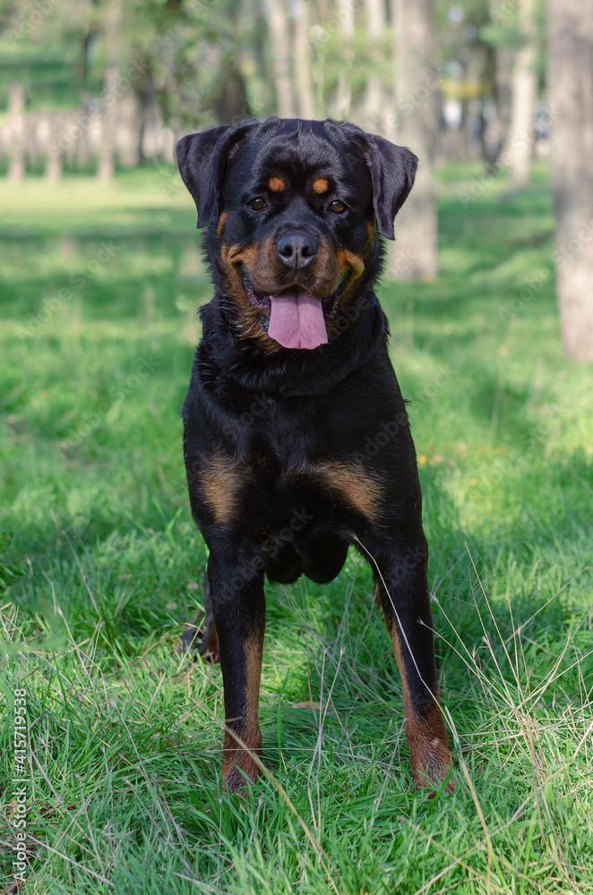 The female dog stands and smiles at the camera The female dog stands and smiles at the camera