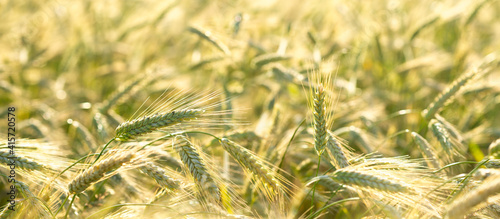 Close up of rye ears, field of rye in a summer day