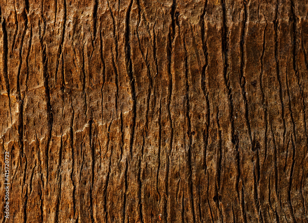 tree trunk texture nature background tree trunk texture nature background