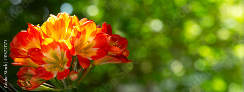 orange clivia flowers or natal lily in a garden photo