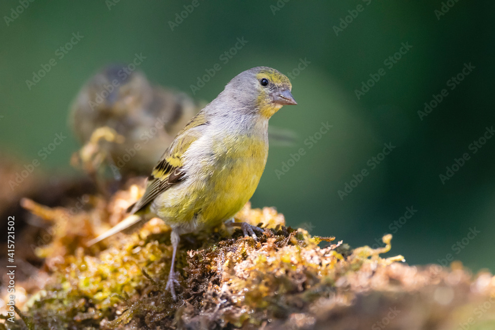 Obraz premium Citroenkanarie, Citril Finch, Serinus citrinella