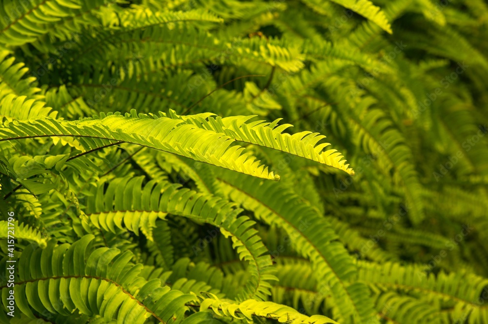 Green fern leaves in shallow focus for natural background