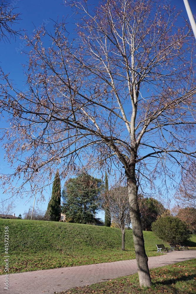 Albero spoglio #1 Albero spoglio #1