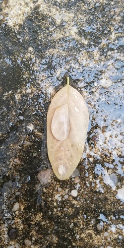 leaf in water