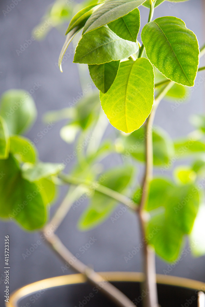 Obraz premium Houseplant lemon tree in flower pot lit by the sun on gray background. Growing varietal citrus plants at home. Beauty of nature, spring background. Eco-friendly home, gardening. Selective focus.